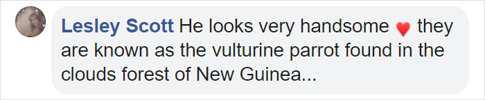 Comment mentioning a vulturine parrot, known for its striking appearance, found in New Guinea&rsquo;s cloud forests.