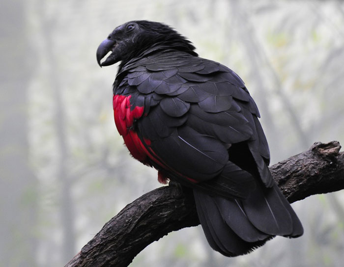 A Dracula parrot perched on a branch showcasing its gothic black and red feathers in a natural setting.