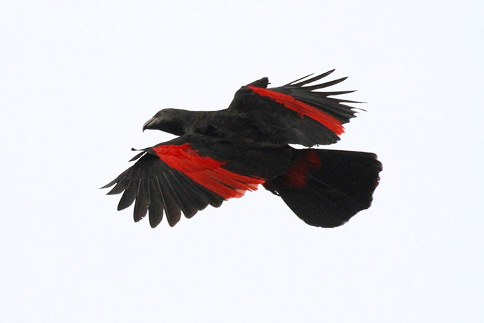 Dracula parrot in flight displaying black wings with bright red patches against a pale sky background. Dracula parrot in flight displaying black wings with bright red patches against a pale sky background.