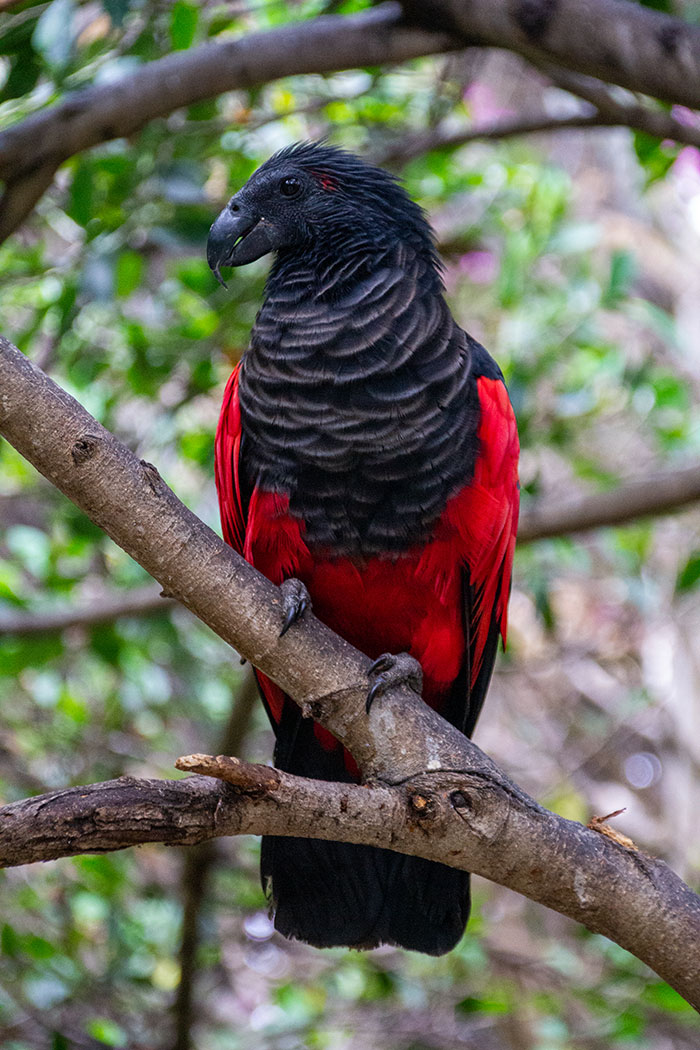 Dracula parrot perched on a branch showing glossy black and vibrant red feathers in a natural forest setting. Dracula parrot perched on a branch showing glossy black and vibrant red feathers in a natural forest setting.