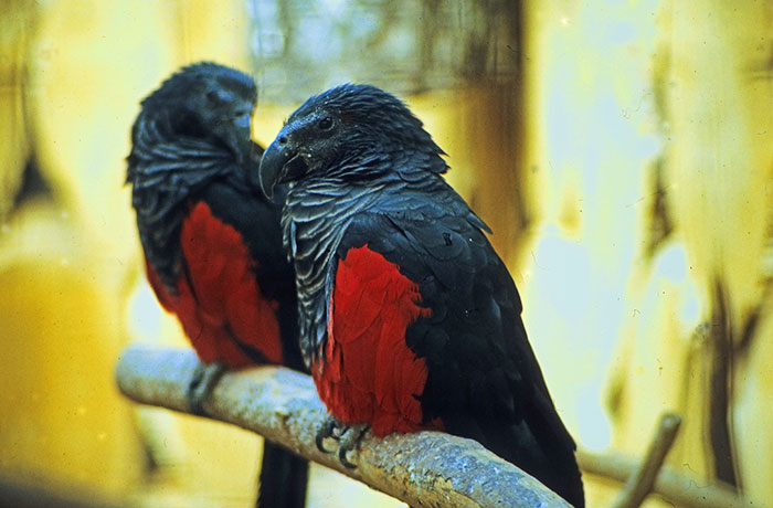 Two Dracula parrots with black and red feathers perched on a branch, showcasing gothic gem plumage.