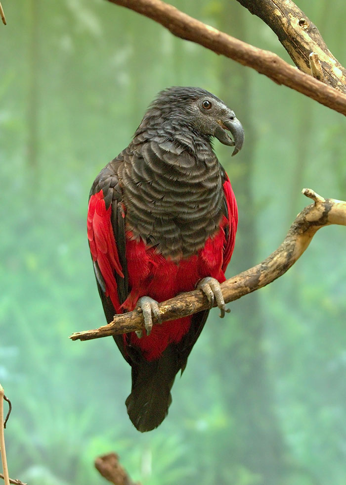 Dracula parrot perched on a branch showing its striking black and red gothic plumage in a lush green environment