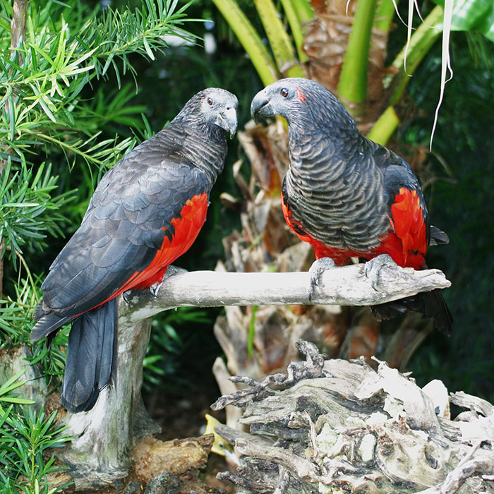 Two Dracula parrots with black and red feathers perched on a branch surrounded by green tropical foliage. Two Dracula parrots with black and red feathers perched on a branch surrounded by green tropical foliage.