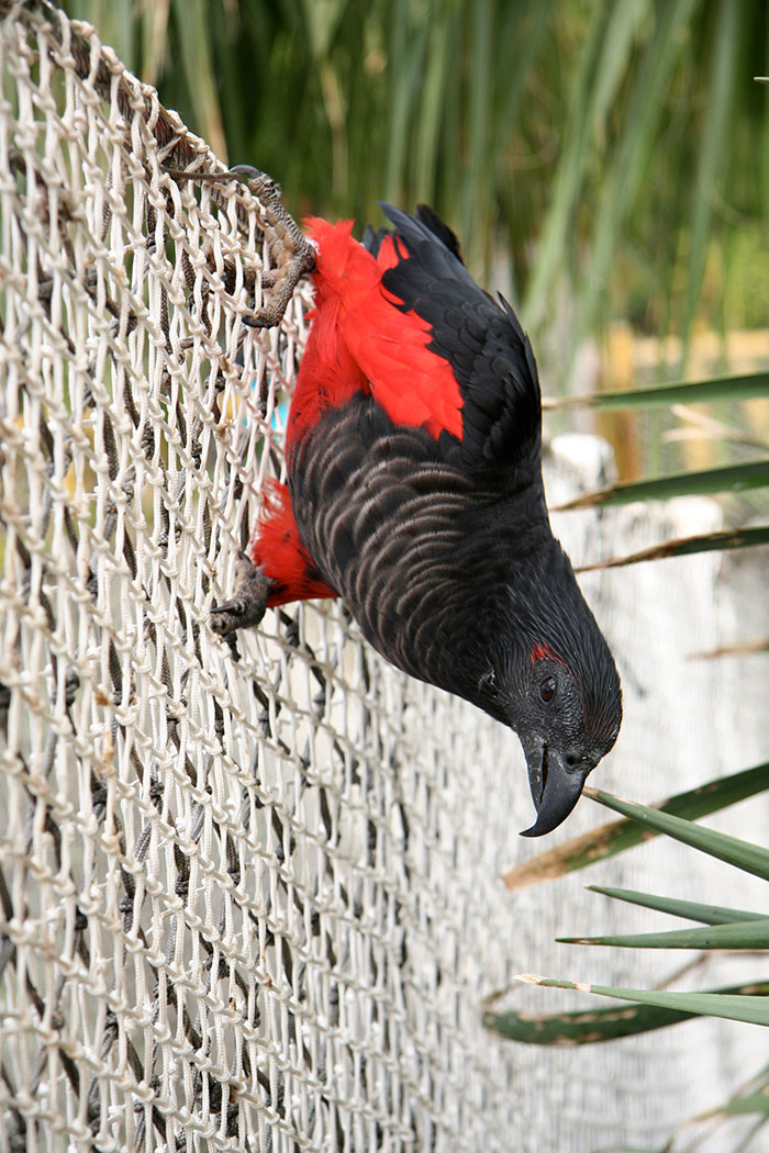 Dracula parrot clinging upside down on a rope net, showcasing black and red feathers in a natural outdoor setting Dracula parrot clinging upside down on a rope net, showcasing black and red feathers in a natural outdoor setting