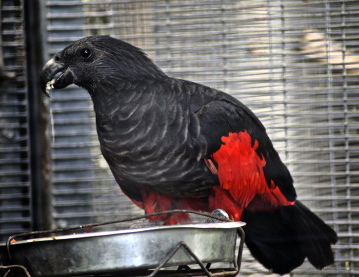 Dracula parrot with black and red feathers perched on a metal feeder inside a cage, showing gothic bird colors.