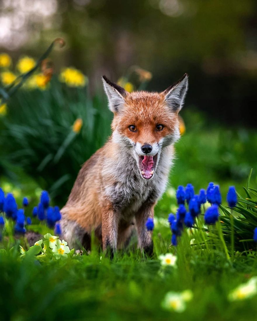 Photographer Shows Finland's Forests That Seem To Have Come Straight Out Of A Fairy Tale (New Pics)