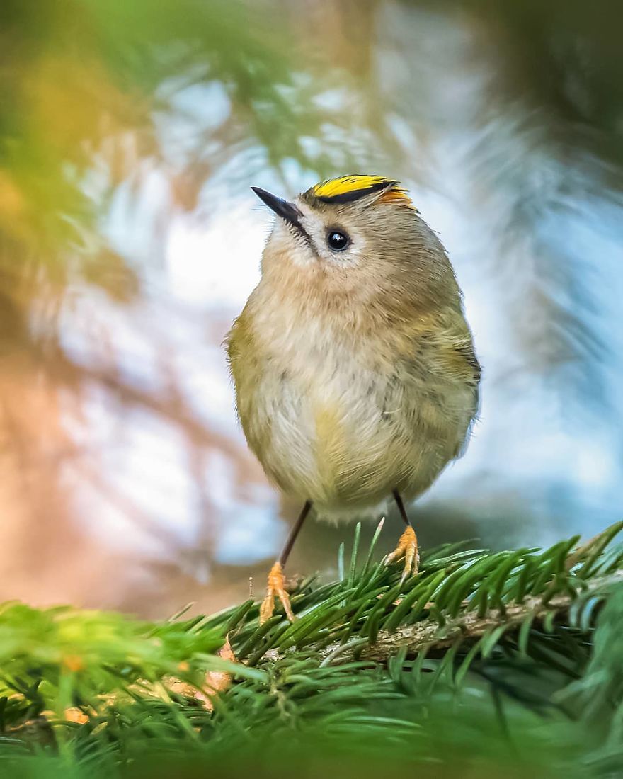 Photographer Shows Finland's Forests That Seem To Have Come Straight Out Of A Fairy Tale (New Pics)