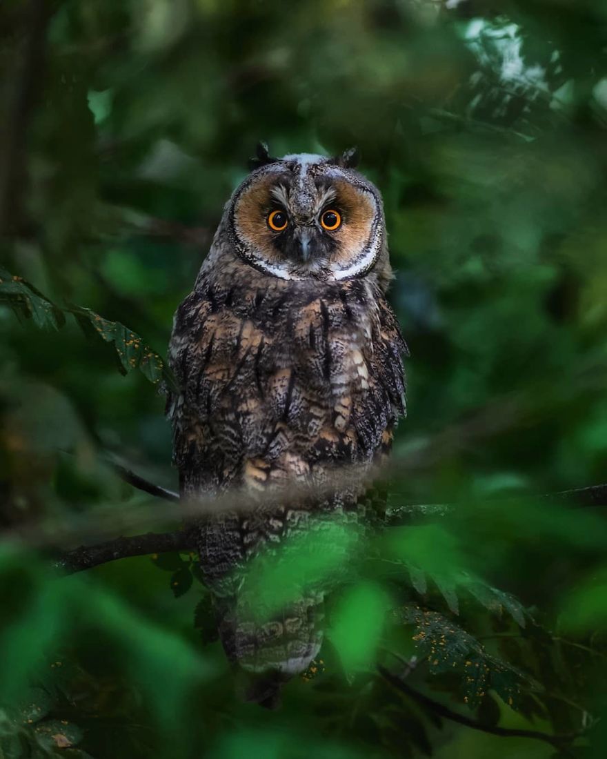Photographer Shows Finland's Forests That Seem To Have Come Straight Out Of A Fairy Tale (New Pics)