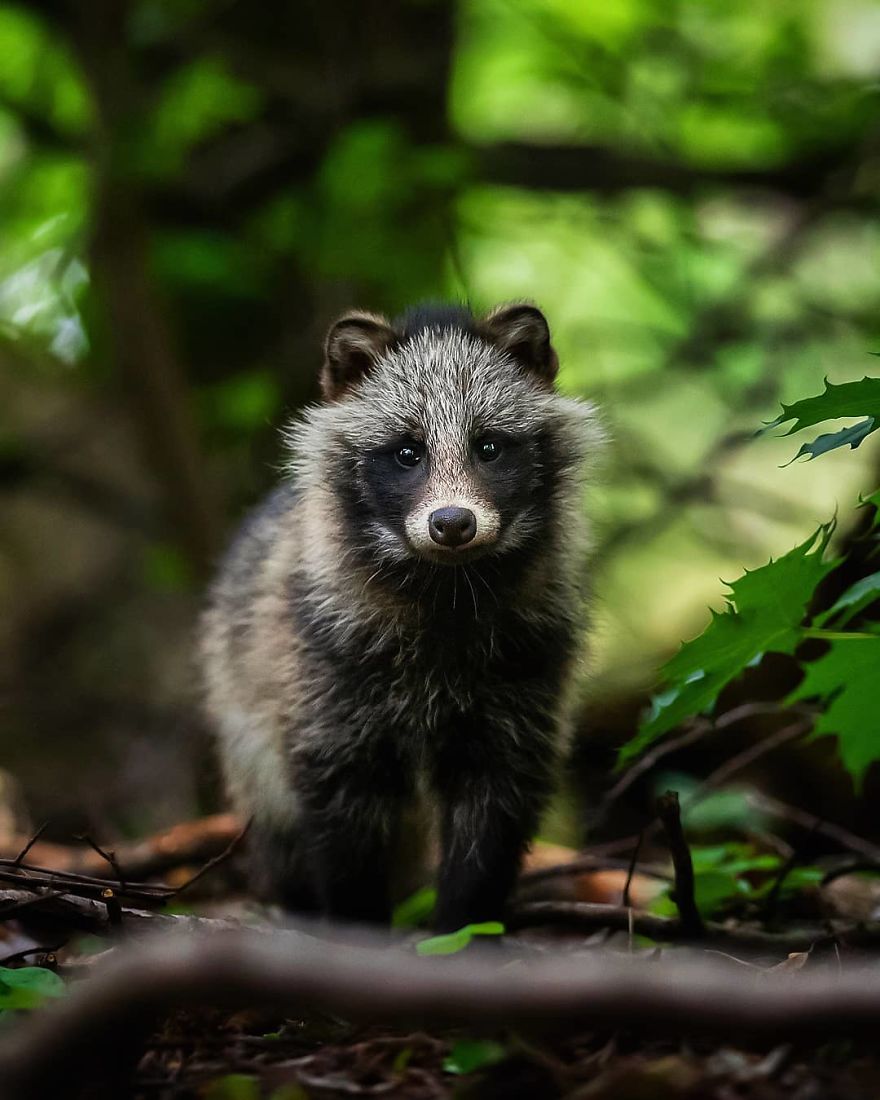 Photographer Shows Finland's Forests That Seem To Have Come Straight Out Of A Fairy Tale (New Pics)