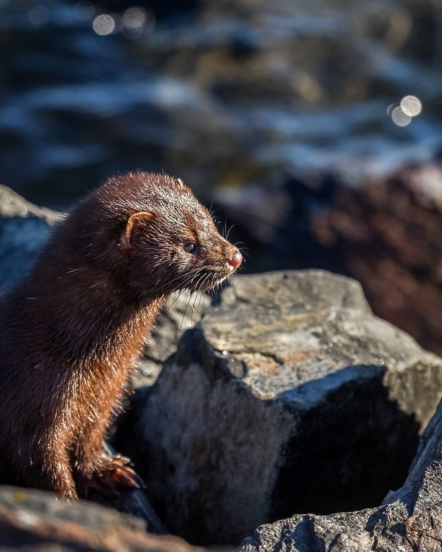 Photographer Shows Finland's Forests That Seem To Have Come Straight Out Of A Fairy Tale (New Pics)