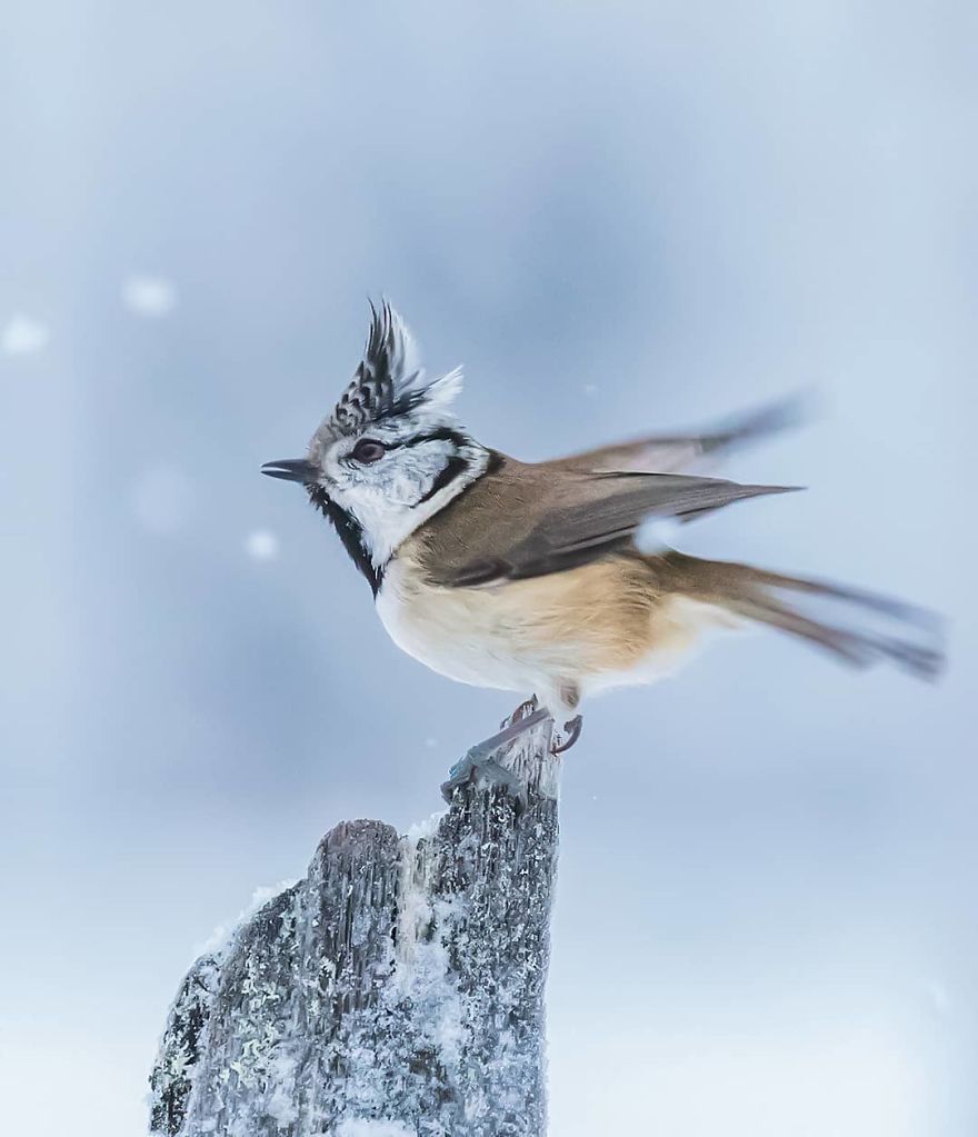 Photographer Shows Finland's Forests That Seem To Have Come Straight Out Of A Fairy Tale (New Pics)