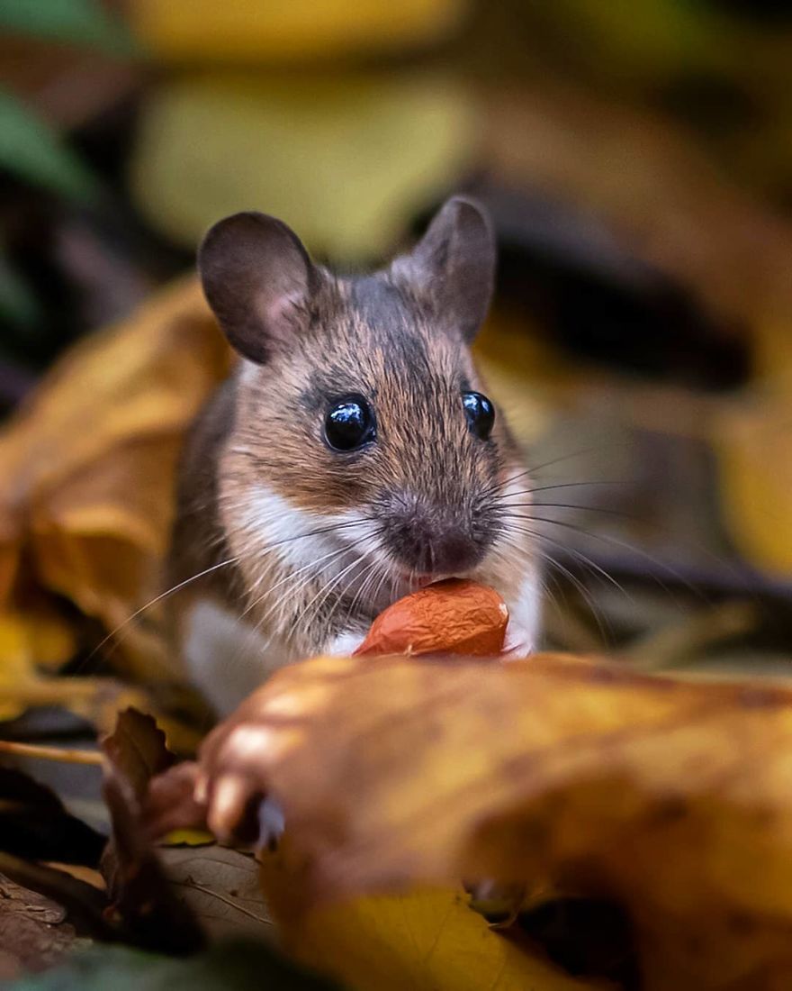 Photographer Shows Finland's Forests That Seem To Have Come Straight Out Of A Fairy Tale (New Pics)