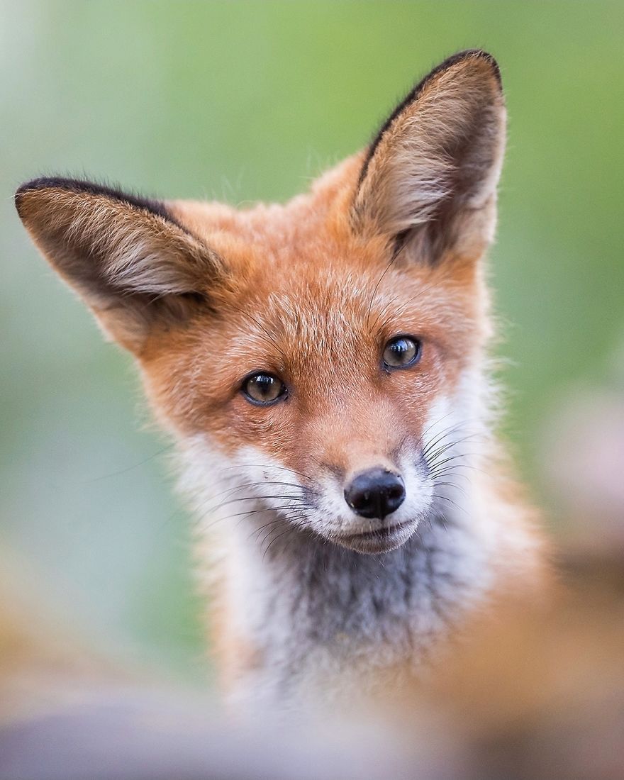 Photographer Shows Finland's Forests That Seem To Have Come Straight Out Of A Fairy Tale (New Pics)