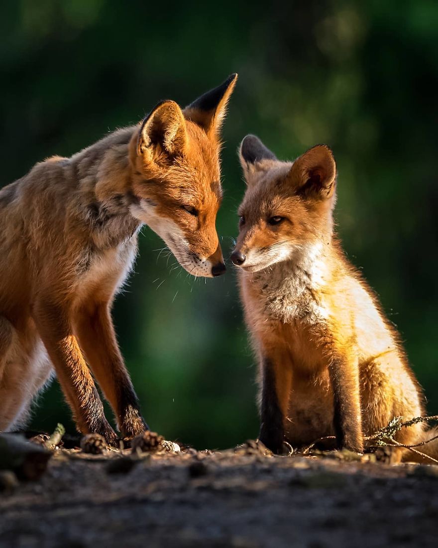 Photographer Shows Finland's Forests That Seem To Have Come Straight Out Of A Fairy Tale (New Pics)