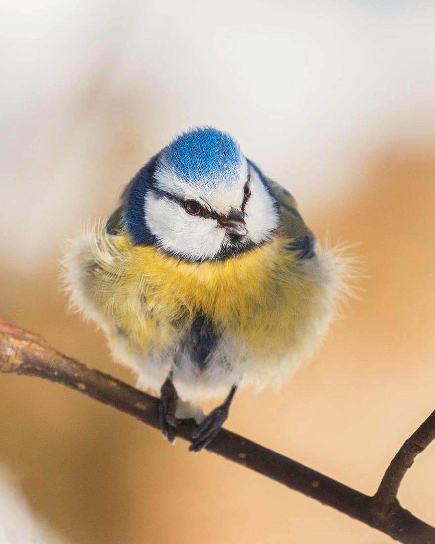 Photographer Shows Finland's Forests That Seem To Have Come Straight Out Of A Fairy Tale (New Pics)