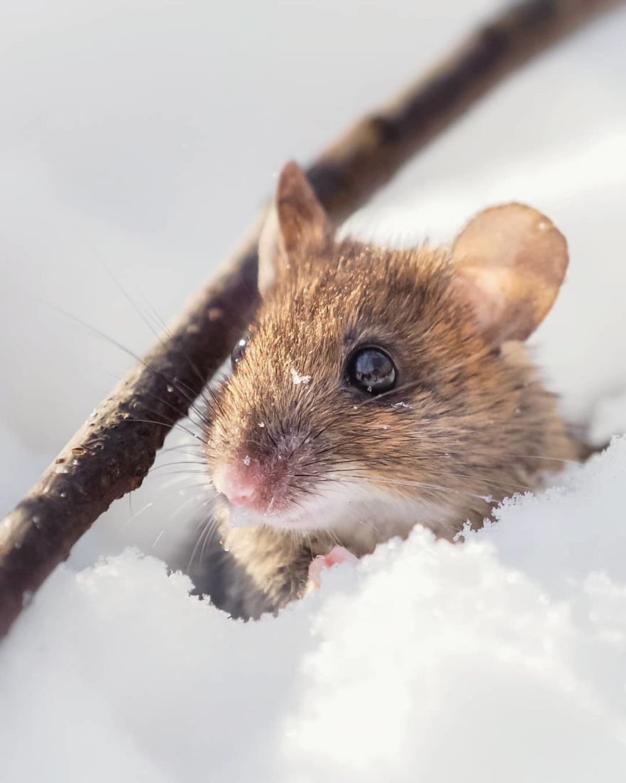 Photographer Shows Finland's Forests That Seem To Have Come Straight Out Of A Fairy Tale (New Pics)