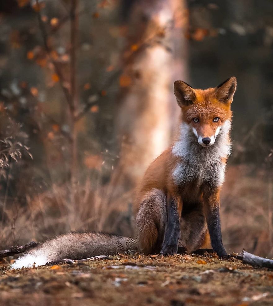 Photographer Shows Finland's Forests That Seem To Have Come Straight Out Of A Fairy Tale (New Pics)