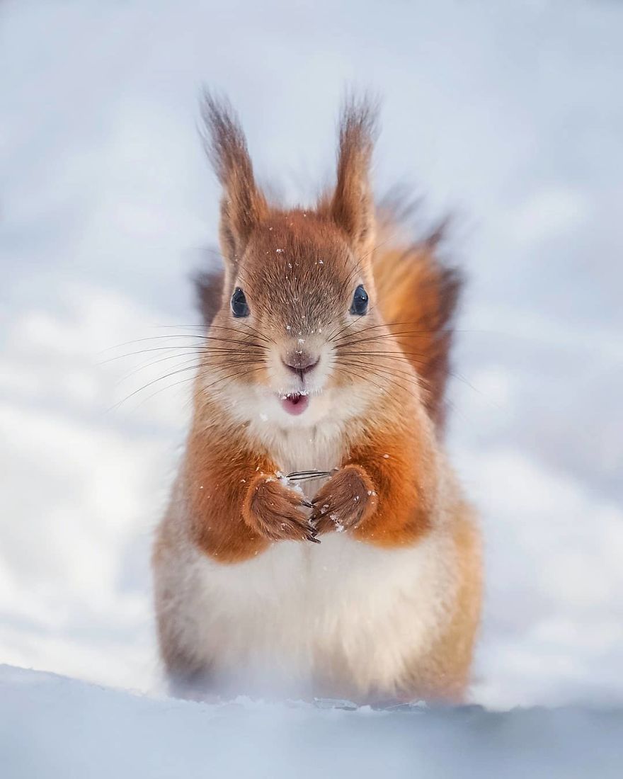 Photographer Shows Finland's Forests That Seem To Have Come Straight Out Of A Fairy Tale (New Pics)