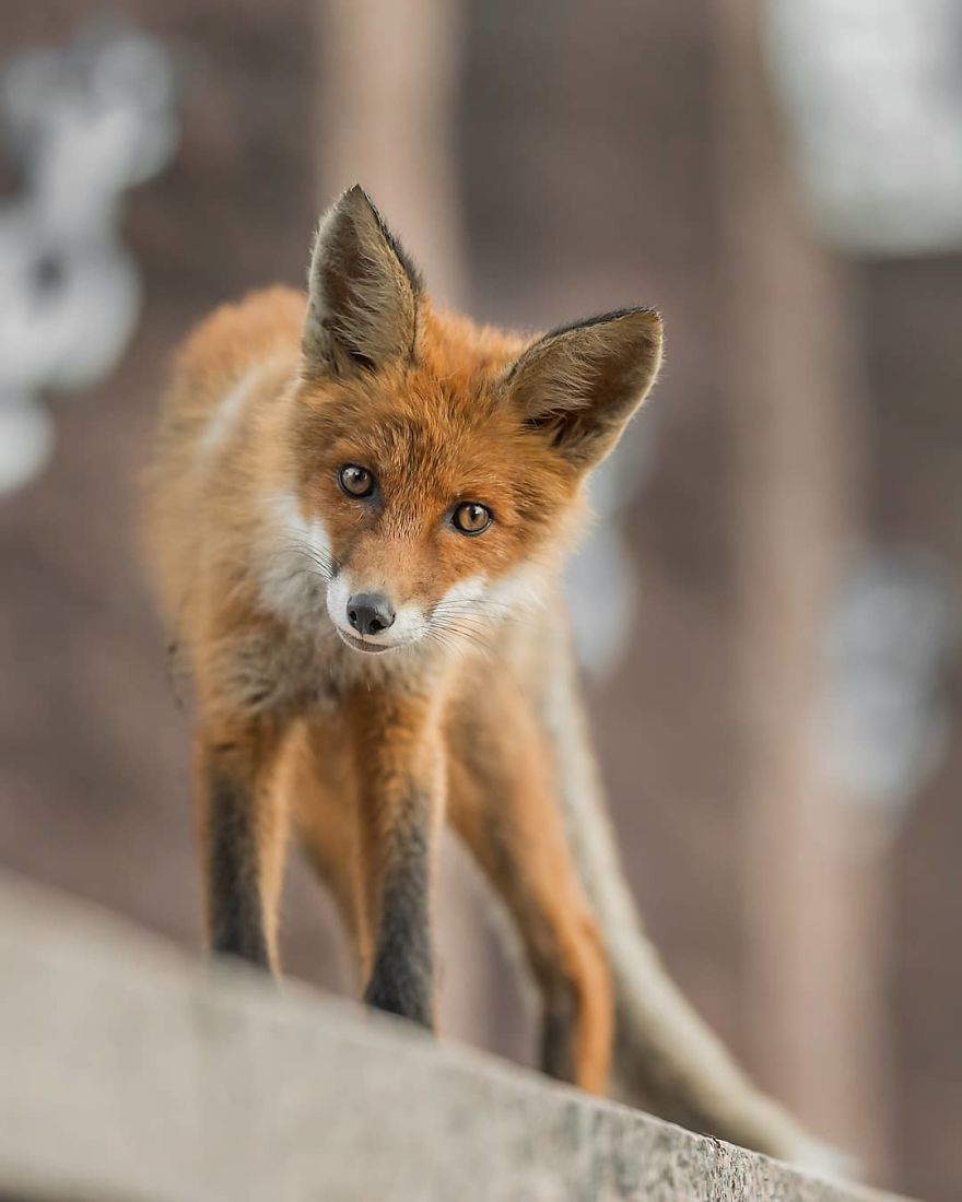 Photographer Shows Finland's Forests That Seem To Have Come Straight Out Of A Fairy Tale (New Pics)