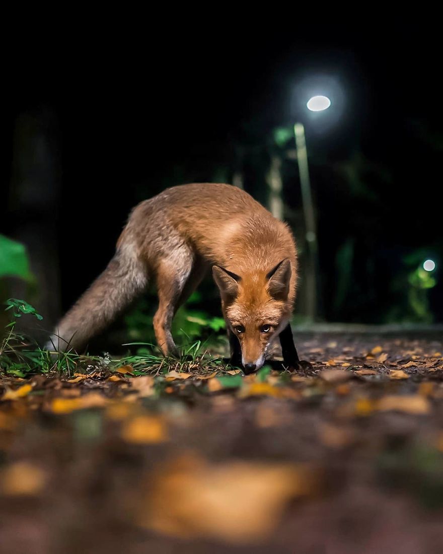 Photographer Shows Finland's Forests That Seem To Have Come Straight Out Of A Fairy Tale (New Pics)