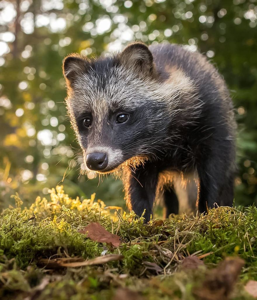 Photographer Shows Finland's Forests That Seem To Have Come Straight Out Of A Fairy Tale (New Pics)