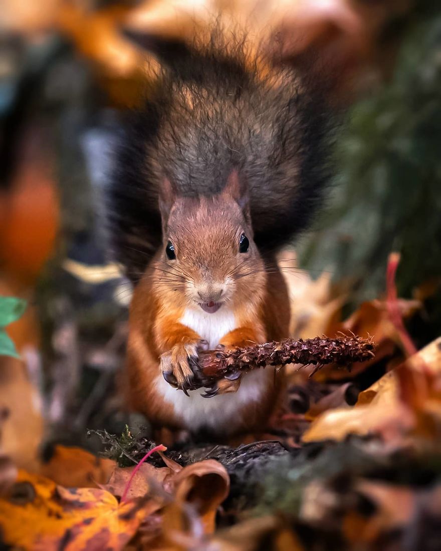 Photographer Shows Finland's Forests That Seem To Have Come Straight Out Of A Fairy Tale (New Pics)