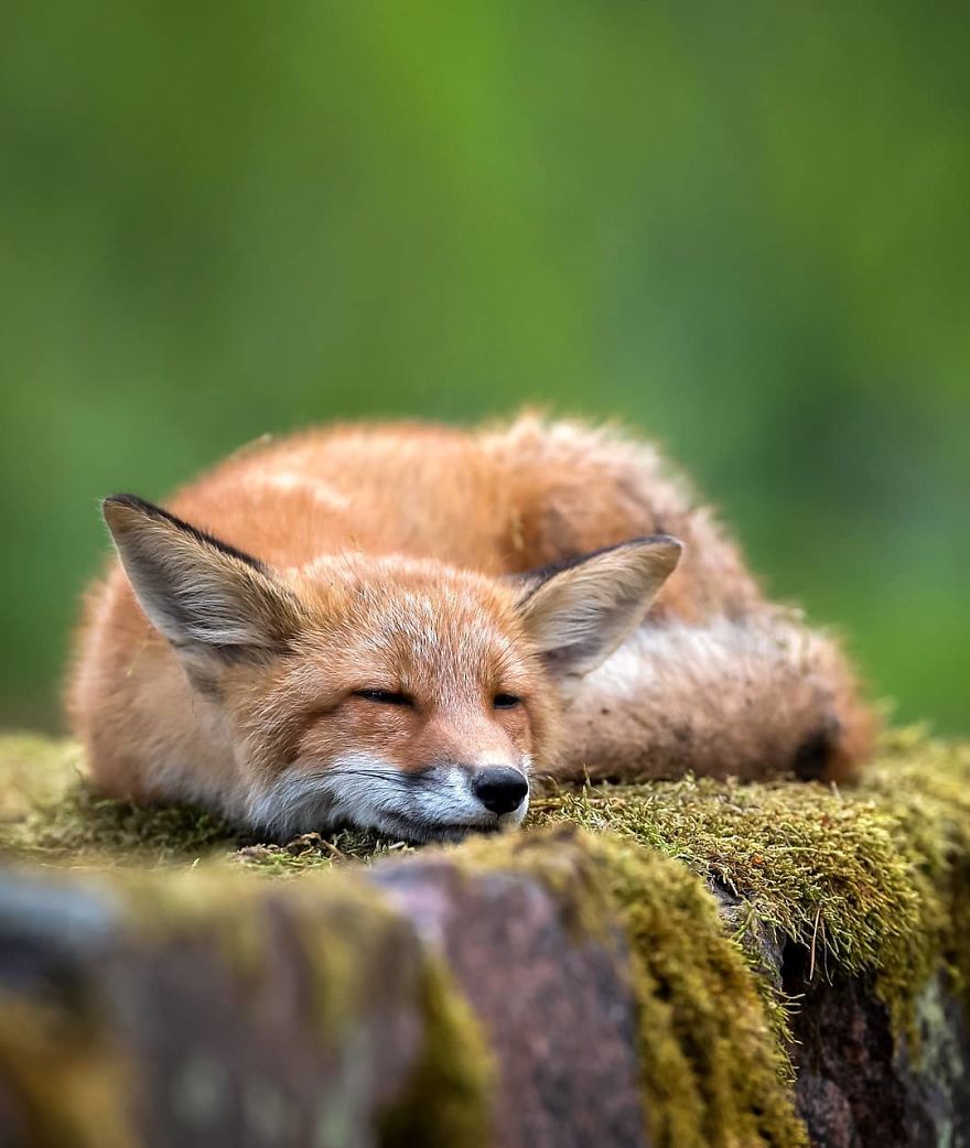 Photographer Shows Finland's Forests That Seem To Have Come Straight Out Of A Fairy Tale (New Pics)