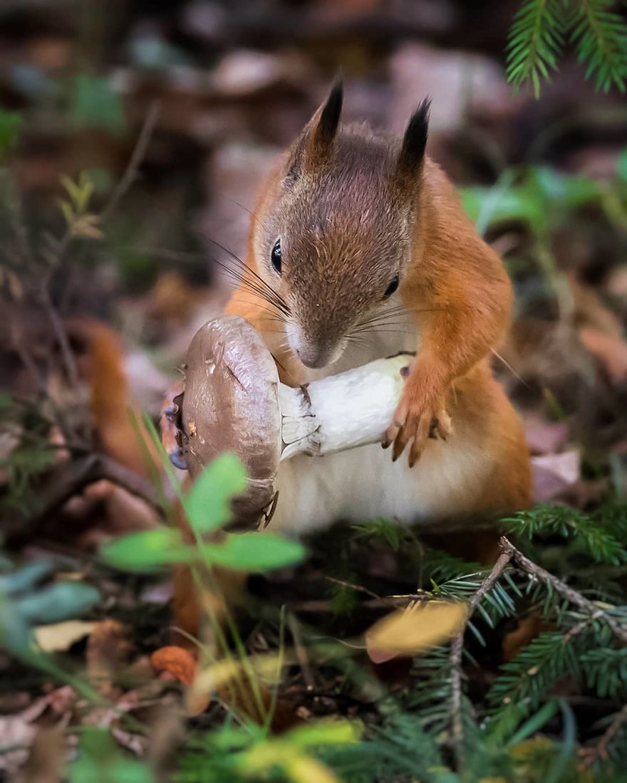Photographer Shows Finland's Forests That Seem To Have Come Straight Out Of A Fairy Tale (New Pics)