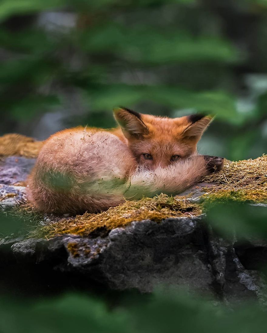 Photographer Shows Finland's Forests That Seem To Have Come Straight Out Of A Fairy Tale (New Pics)