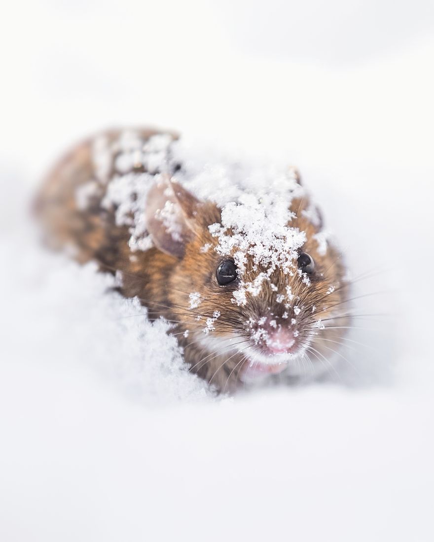 Photographer Shows Finland's Forests That Seem To Have Come Straight Out Of A Fairy Tale (New Pics)