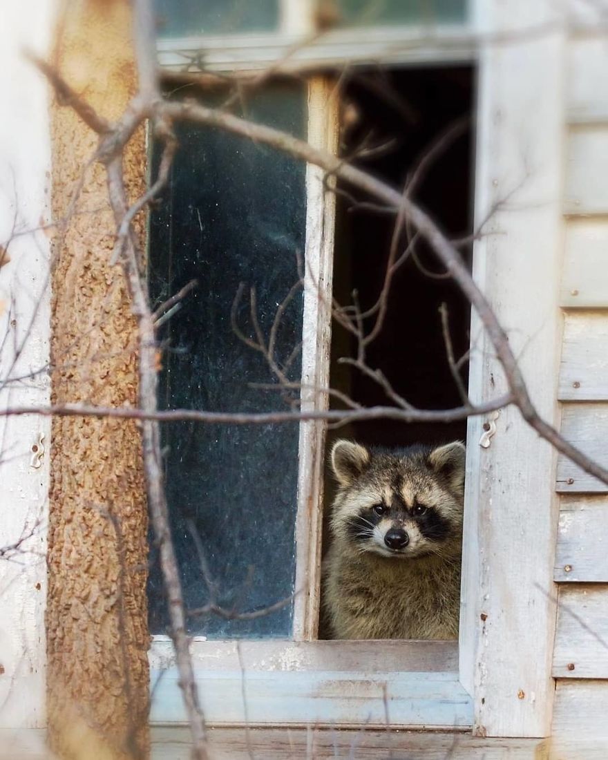 Photographer Shows Finland's Forests That Seem To Have Come Straight Out Of A Fairy Tale (New Pics)