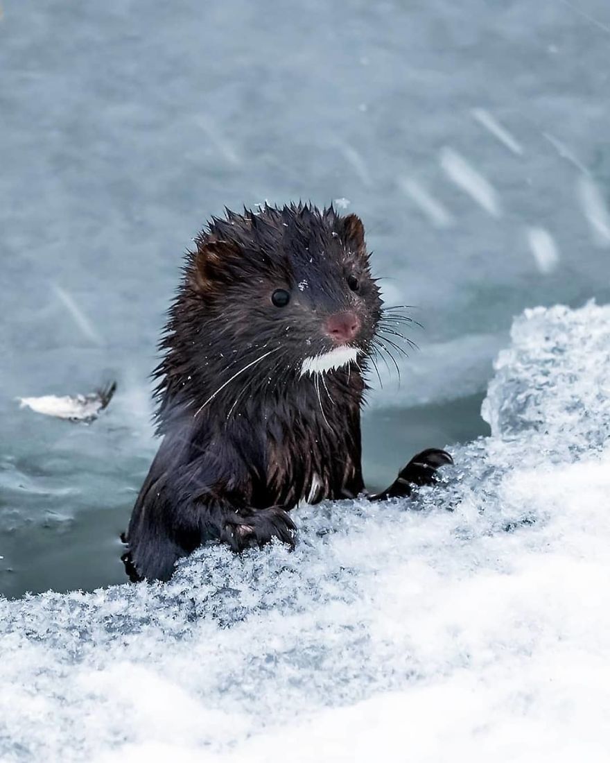Photographer Shows Finland's Forests That Seem To Have Come Straight Out Of A Fairy Tale (New Pics)