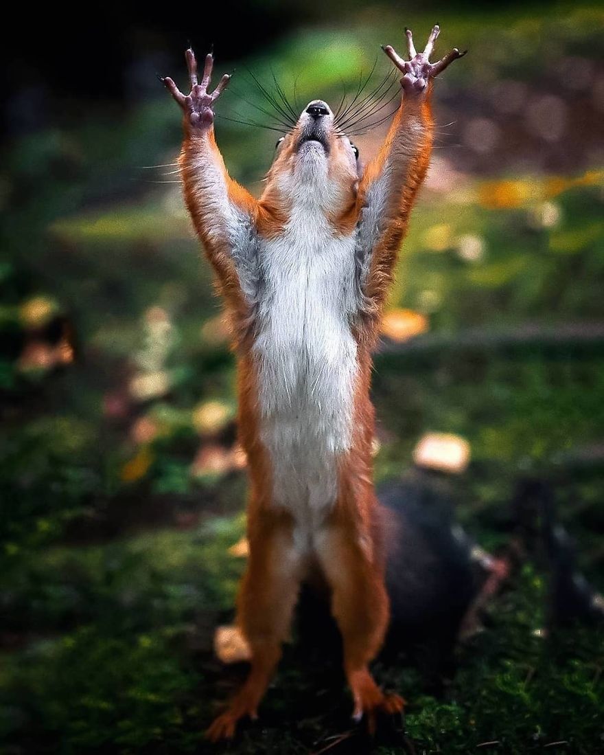 Photographer Shows Finland's Forests That Seem To Have Come Straight Out Of A Fairy Tale (New Pics)