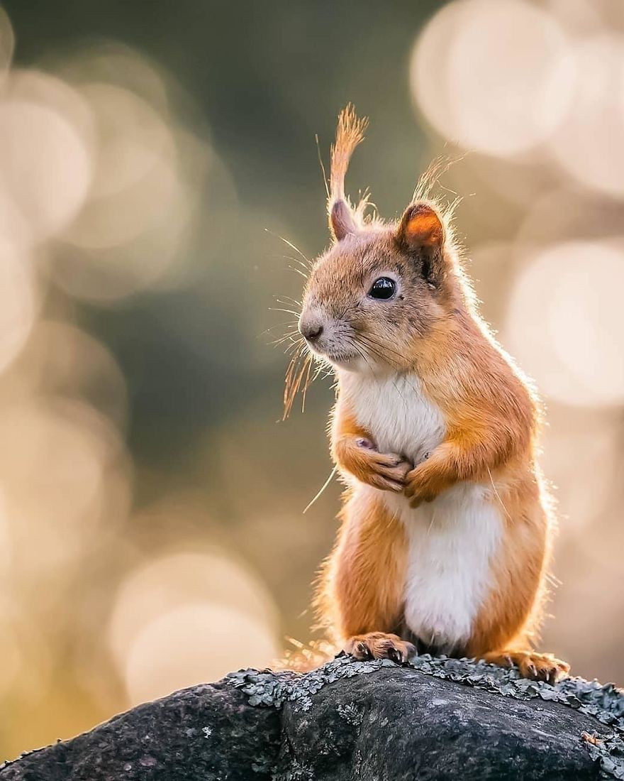 Photographer Shows Finland's Forests That Seem To Have Come Straight Out Of A Fairy Tale (New Pics)