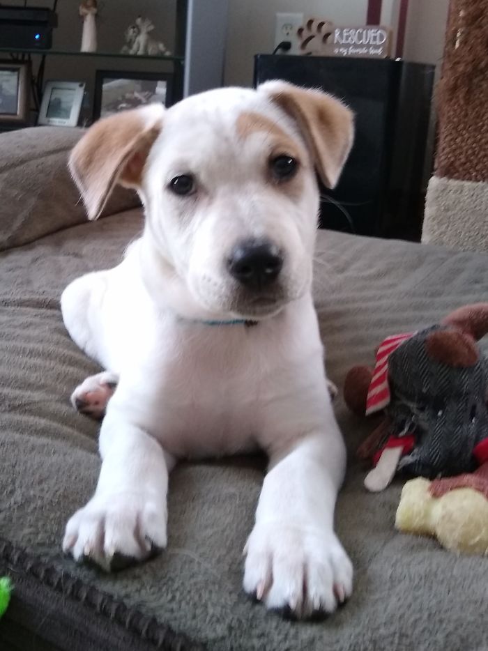 Litter of 6 Survives In The Cold Due To The Caring Love Of Their Mother, Gets Saved By The Locals Litter of 6 Survives In The Cold Due To The Caring Love Of Their Mother, Gets Saved By The Locals