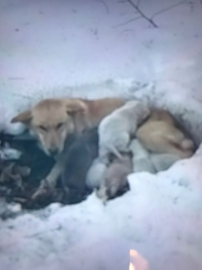 Litter of 6 Survives In The Cold Due To The Caring Love Of Their Mother, Gets Saved By The Locals