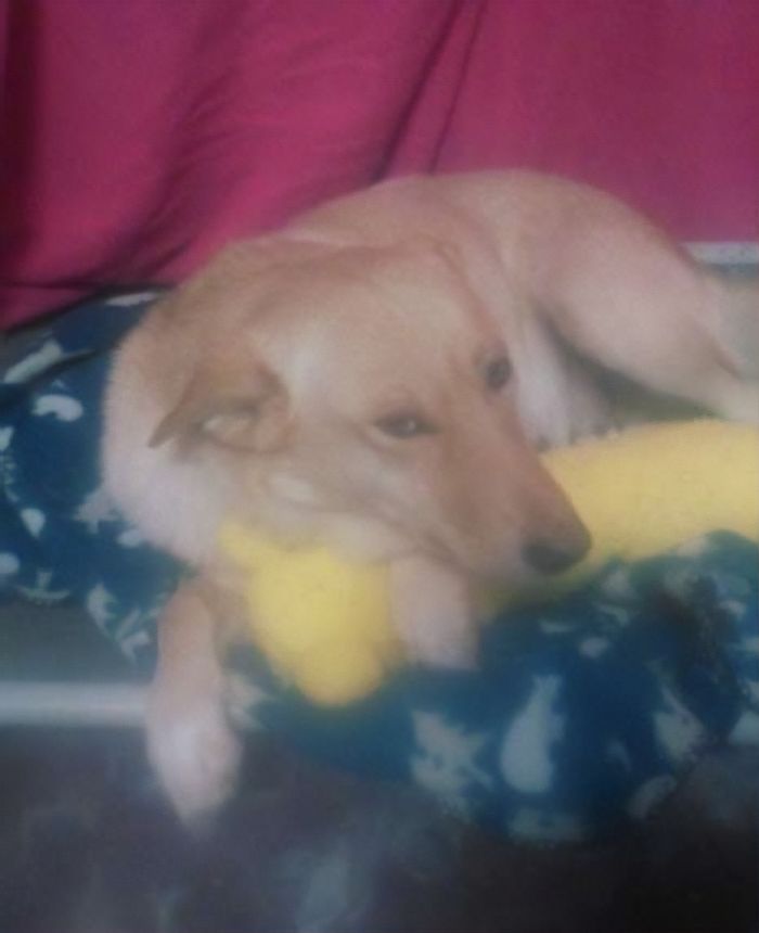 Litter of 6 Survives In The Cold Due To The Caring Love Of Their Mother, Gets Saved By The Locals