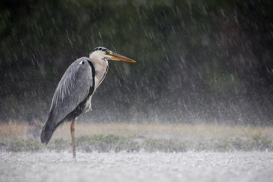 The Rock In The Waves