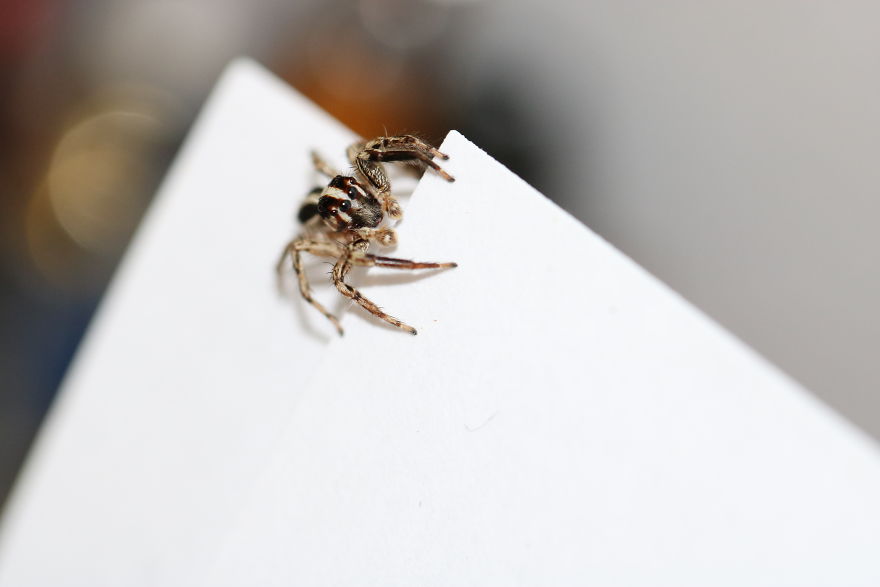 I Capture The Small World Of Jumping Spiders