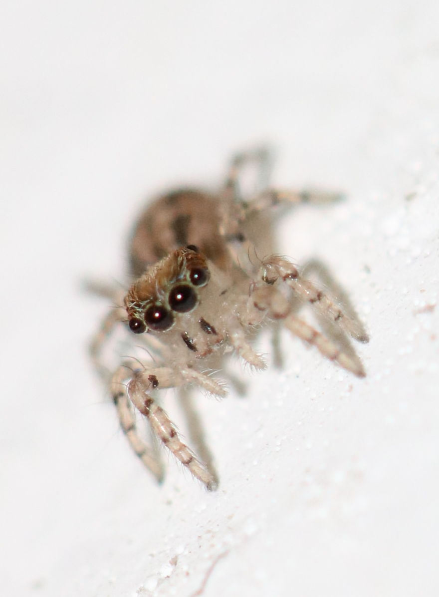 I Capture The Small World Of Jumping Spiders I Capture The Small World Of Jumping Spiders
