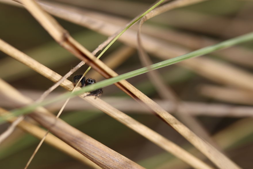 I Capture The Small World Of Jumping Spiders