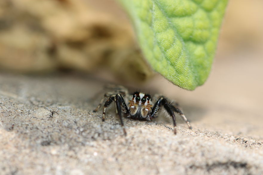 I Capture The Small World Of Jumping Spiders