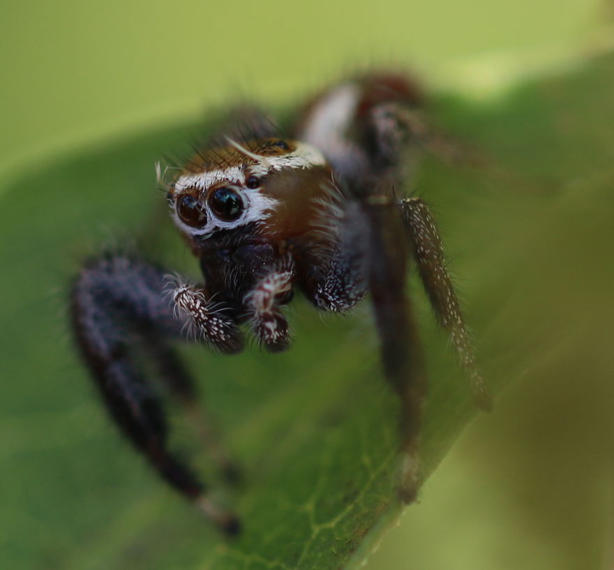 I Capture The Small World Of Jumping Spiders I Capture The Small World Of Jumping Spiders