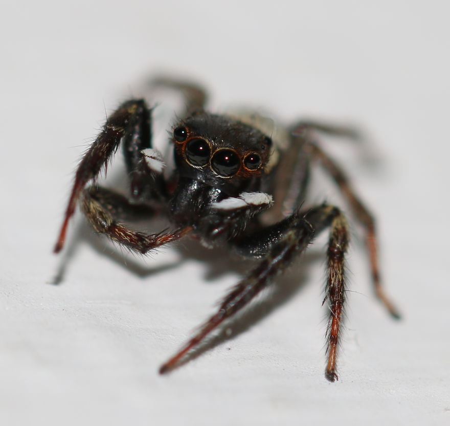 I Capture The Small World Of Jumping Spiders