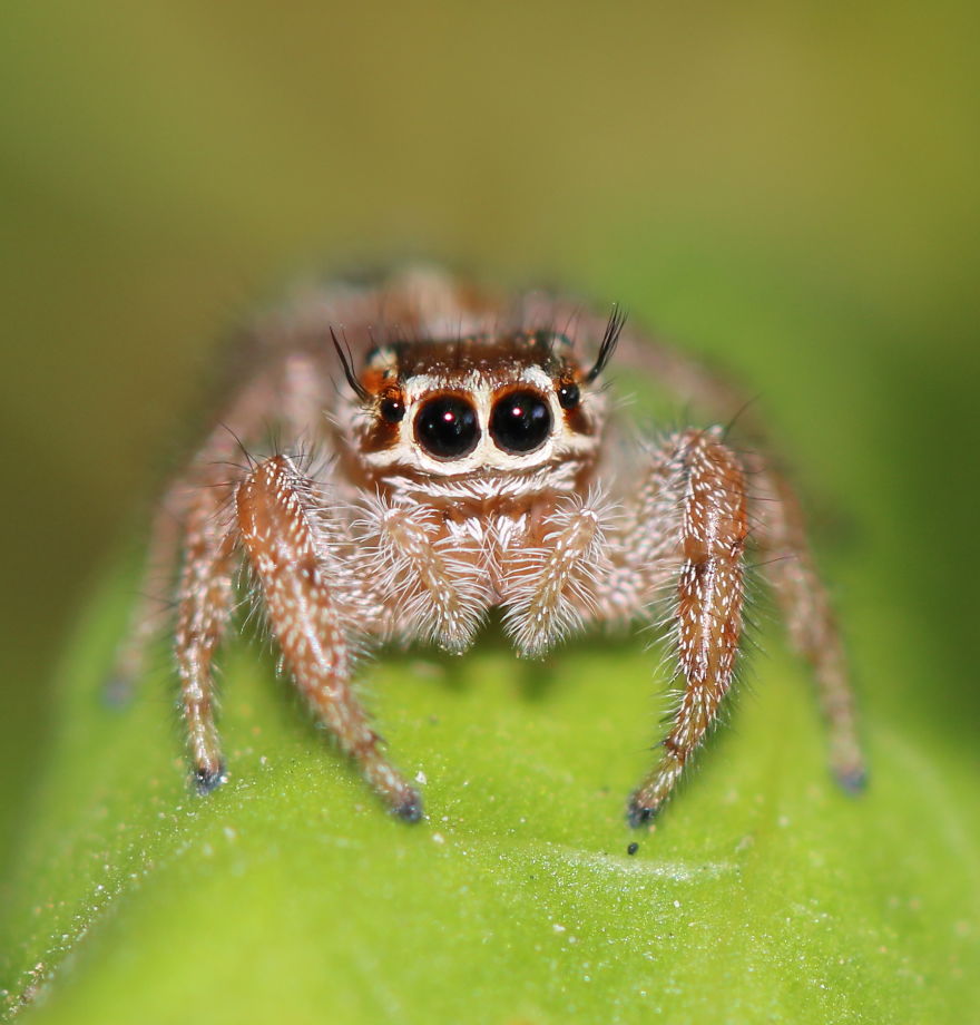 I Capture The Small World Of Jumping Spiders