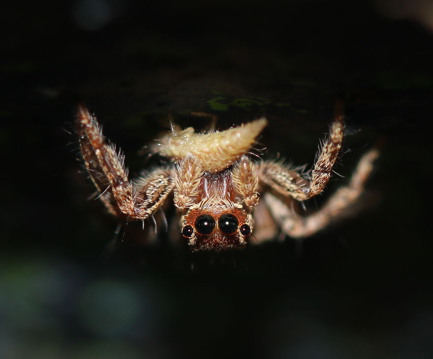 I Capture The Small World Of Jumping Spiders