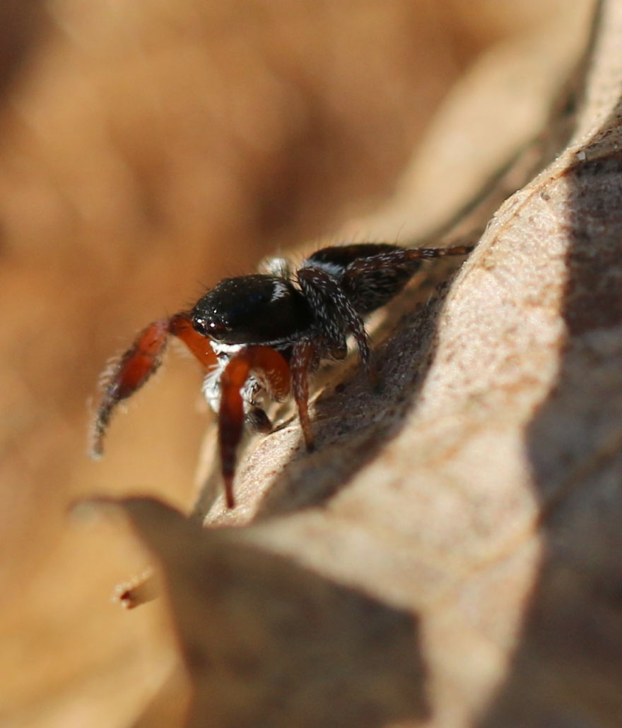 I Capture The Small World Of Jumping Spiders I Capture The Small World Of Jumping Spiders