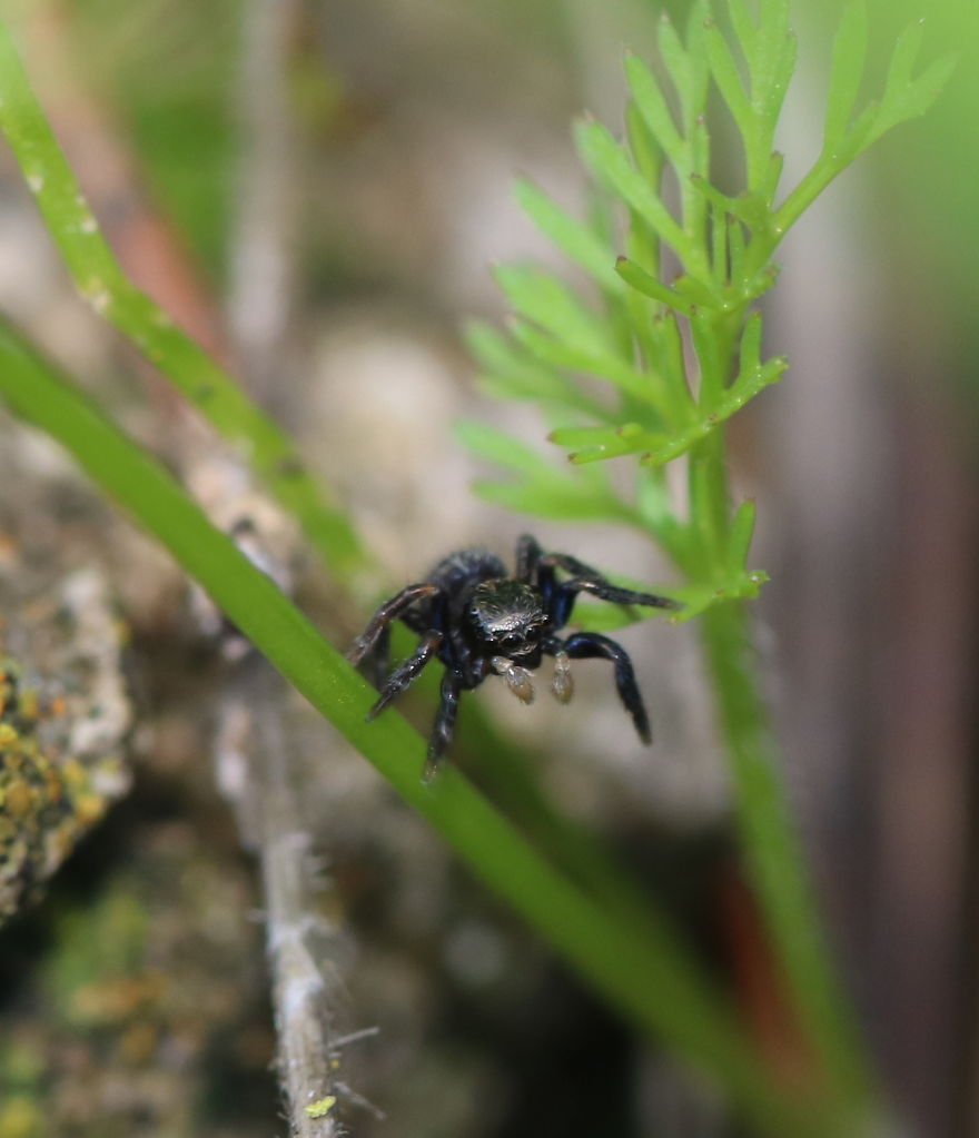 I Capture The Small World Of Jumping Spiders I Capture The Small World Of Jumping Spiders