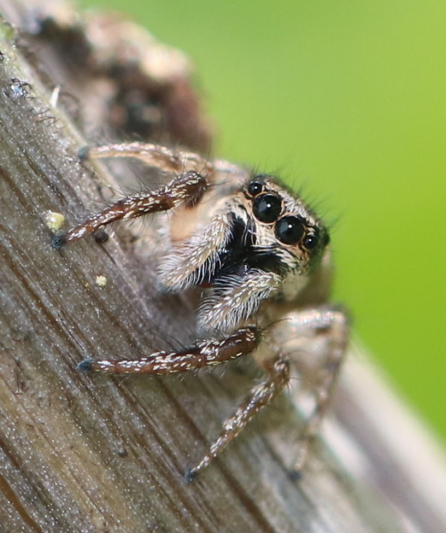 I Capture The Small World Of Jumping Spiders