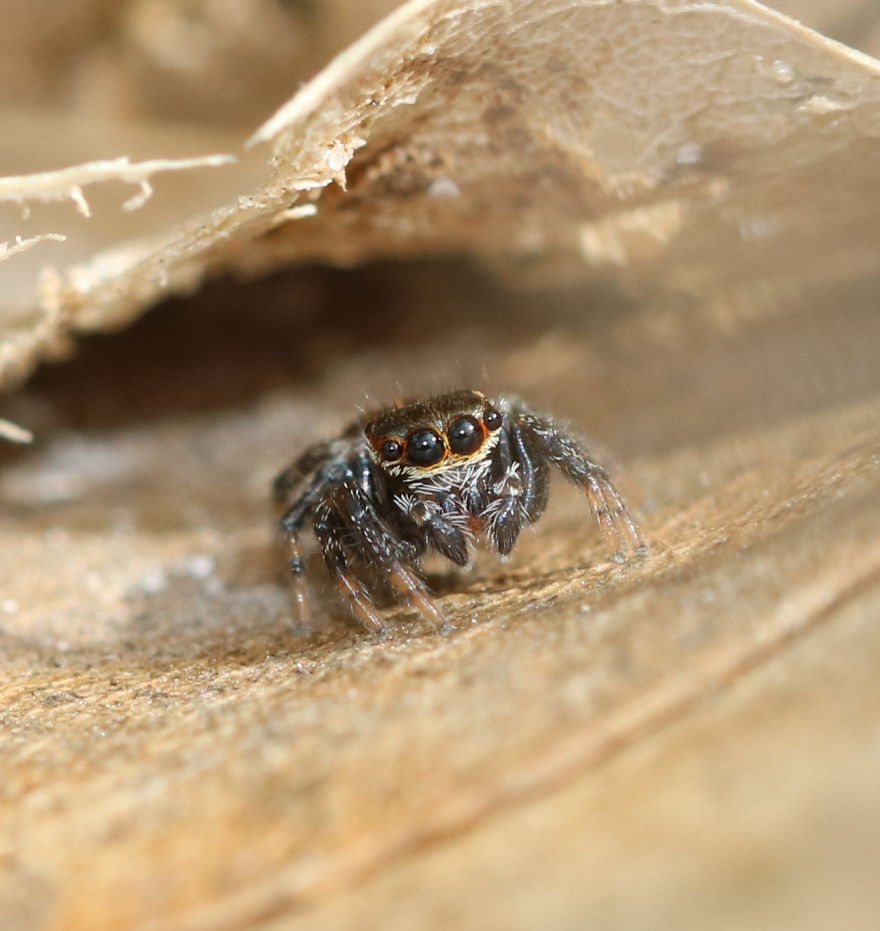 I Capture The Small World Of Jumping Spiders I Capture The Small World Of Jumping Spiders